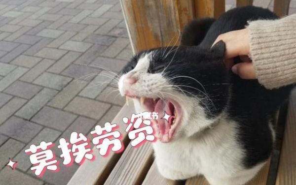 带猫咪去日本！（了解日本的宠物文化和准备工作）