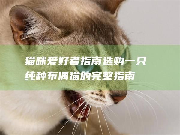 猫咪爱好者指南选购一只纯种布偶猫的完整指南