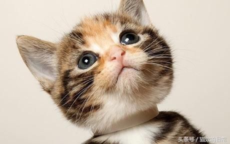 如何选购宠物猫？