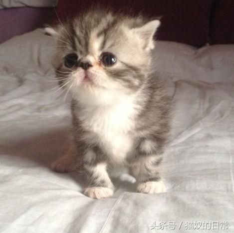 如何选购宠物猫？