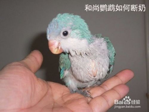和尚鹦鹉如何断奶