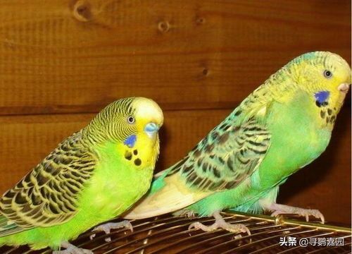 新手养鹦鹉入门基础教程 攻略大全