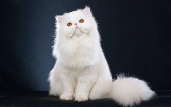 波斯猫-第1张图片-宠查查