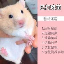 包邮小仓鼠活物已打疫苗活体公仔一对银狐布丁小宠物金丝熊送笼子
