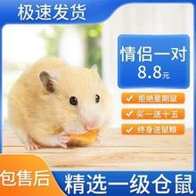 小仓鼠宠物活物公仔易上手银狐紫仓布丁长毛稀有金丝熊活体