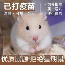 小仓鼠活物已打过疫苗仓鼠宠物金丝熊紫仓布丁活体公仔不咬人