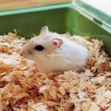 小仓鼠活物送笼子家养仓鼠宠物用品大全金丝熊已打疫苗奶茶鼠网红