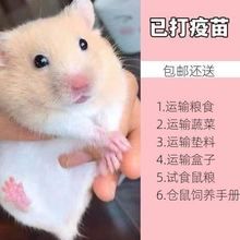 小仓鼠活物已打疫苗活体公仔一对银狐布丁小宠物金丝熊送笼子妮柳