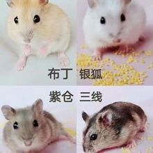 仓鼠批发摆摊套圈活体三线紫仓布丁银狐公婆奶茶小仓鼠批发金丝熊