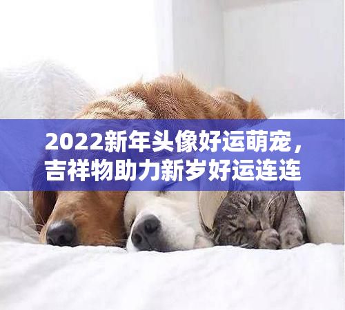 2022新年头像好运萌宠，吉祥物助力新岁好运连连