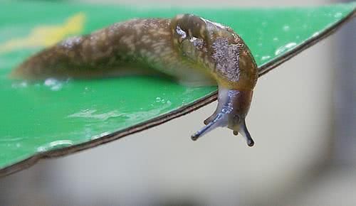 猪笼草和它的最亲密的“小伙伴”们！它们是如何协同生活的？