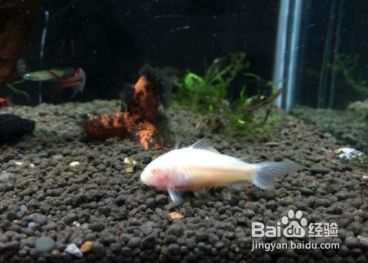 新手选鱼搭配混养的原则和方法