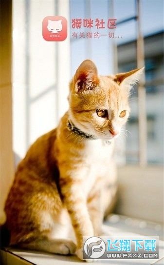 猫咪社区下载最新版