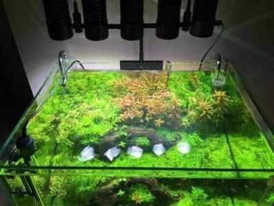 草缸观赏鱼搭配什么（草缸观赏鱼的搭配技巧） 鱼缸水泵 第2张