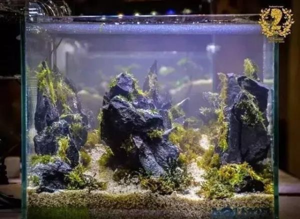 草缸观赏鱼搭配什么（草缸观赏鱼的搭配技巧） 鱼缸水泵 第4张