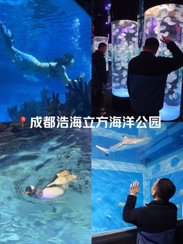 成都亲子畅玩&情侣打卡的梦幻海洋世界