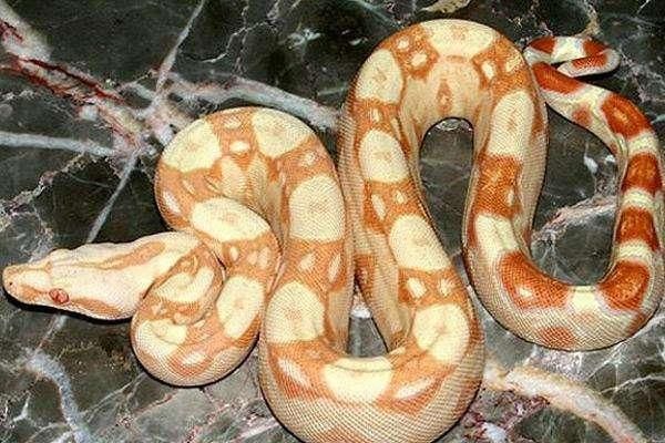 地球上5大最漂亮的蟒蛇,第三被奉为神灵
