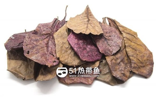 印度榄仁叶