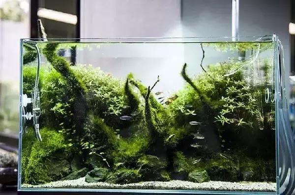 最全养水攻略——如何调节鱼缸水质的酸碱度？