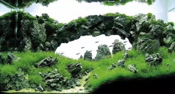 最全养水攻略——如何调节鱼缸水质的酸碱度？