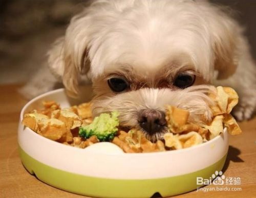 狗狗挑食背后的秘密，轻松几招治挑食！