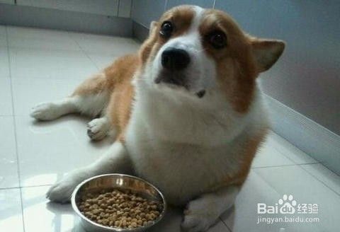狗狗挑食背后的秘密，轻松几招治挑食！