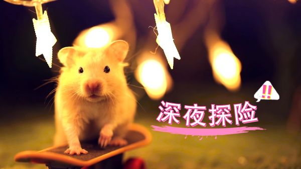 仓鼠：熬夜熬多了会变聪明绝顶！主人：聪明不一定，秃顶肯定有！