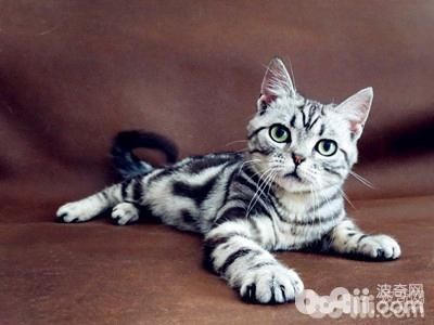 10大纯种猫咪智商排行榜！排名第1的你大概猜不到...
