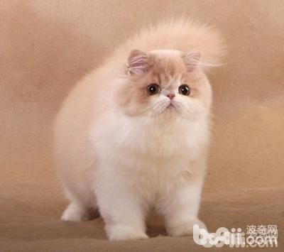 10大纯种猫咪智商排行榜！排名第1的你大概猜不到...