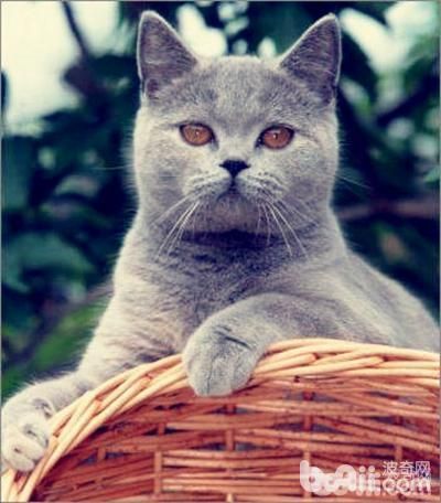 10大纯种猫咪智商排行榜！排名第1的你大概猜不到...