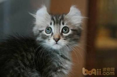 10大纯种猫咪智商排行榜！排名第1的你大概猜不到...