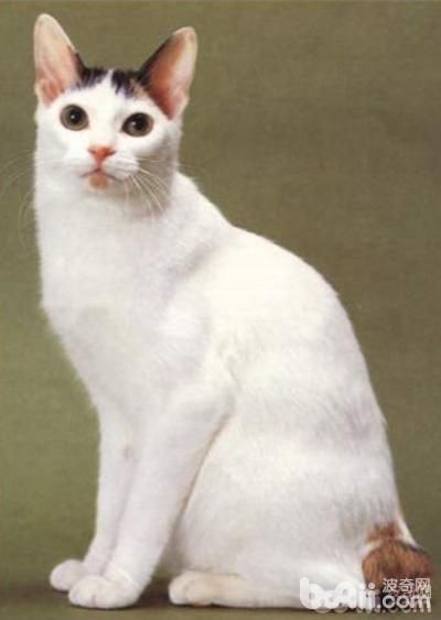 10大纯种猫咪智商排行榜！排名第1的你大概猜不到...