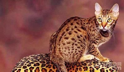 10大纯种猫咪智商排行榜！排名第1的你大概猜不到...