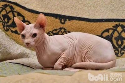 10大纯种猫咪智商排行榜！排名第1的你大概猜不到...