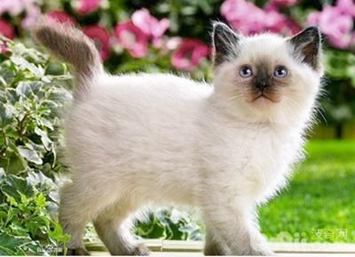 10大纯种猫咪智商排行榜！排名第1的你大概猜不到...