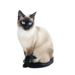 宠物猫之暹罗猫