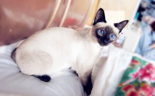 宠物猫之暹罗猫