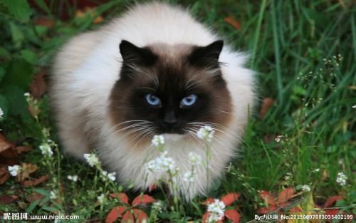 宠物猫之暹罗猫