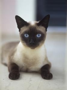 宠物猫之暹罗猫