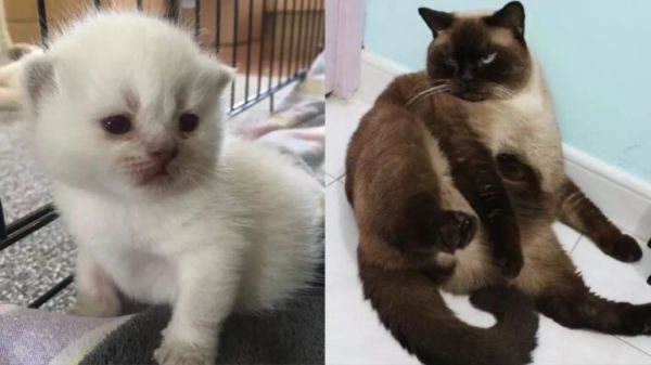 为什么暹罗猫一到冬天就变糊?