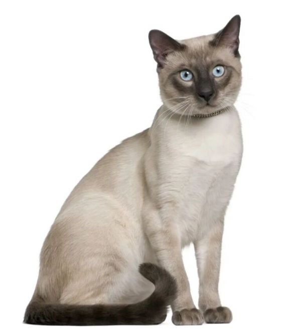 为什么暹罗猫一到冬天就变糊?