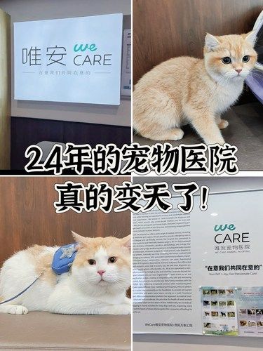一个安心的港湾——让毛孩子远离病痛折磨