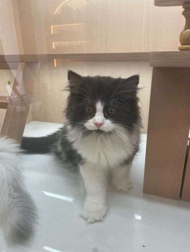 太可爱了小猫咪