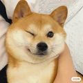 https://p0.meituan.net/userheadpicbackend/4b4d7811828394053ce0c5db75c7fc78145398.jpg%40120w_120h_1e_1c_1l%7Cwatermark%3D0