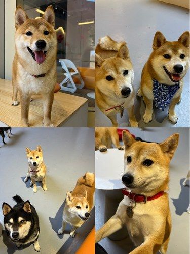 广州狗咖谁能拒绝这么可爱的柴犬！