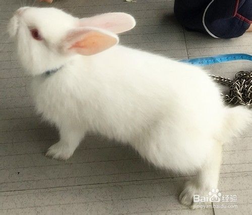 怎样喂养兔子
