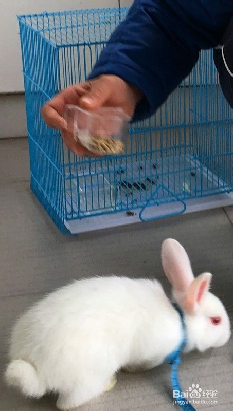 怎样喂养兔子