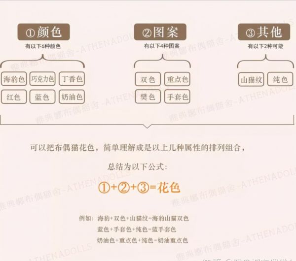 布偶猫只有双色和重点吗——所有花色科普
