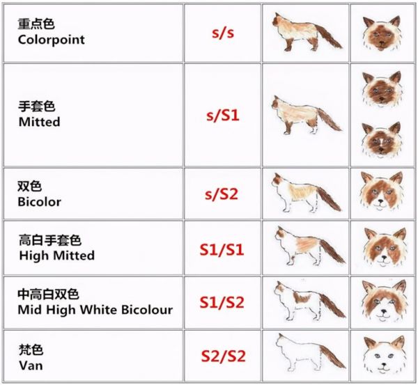 布偶猫只有双色和重点吗——所有花色科普