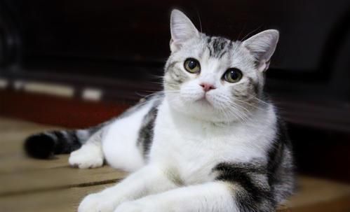 想要养猫,不妨看看这几种猫,好养又不贵